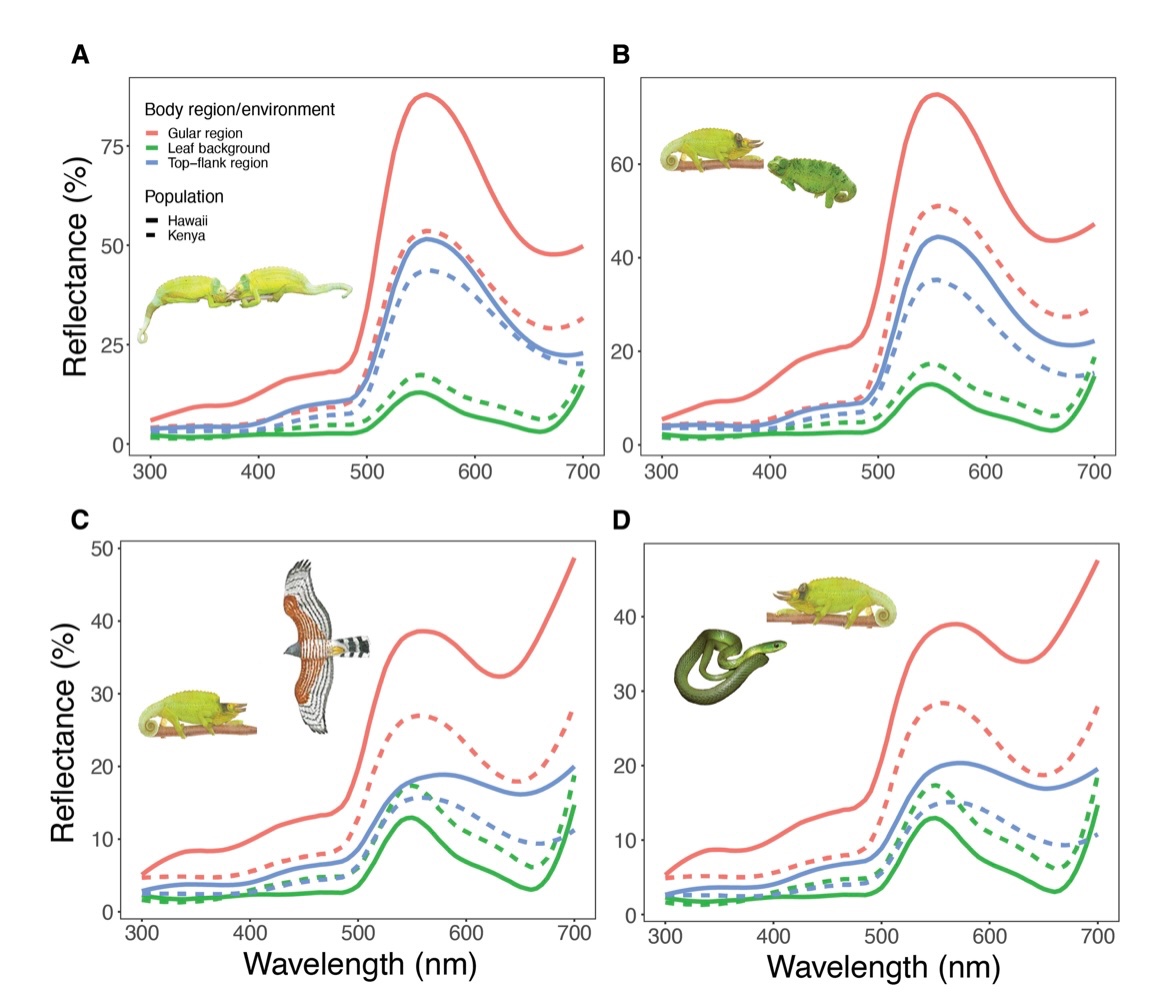 This new #colsci paper by <a href="/lizard_lab/">The Lizard Lab</a> &amp; co. is AWESOME: in the absence of predators, colours go berserk!! 🤯 “Invasive chameleons released from predation display more conspicuous colors” science.org/doi/10.1126/sc…