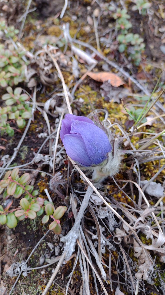 johnnahex's tweet image. First Crocus of the year. A friendly northern pal.