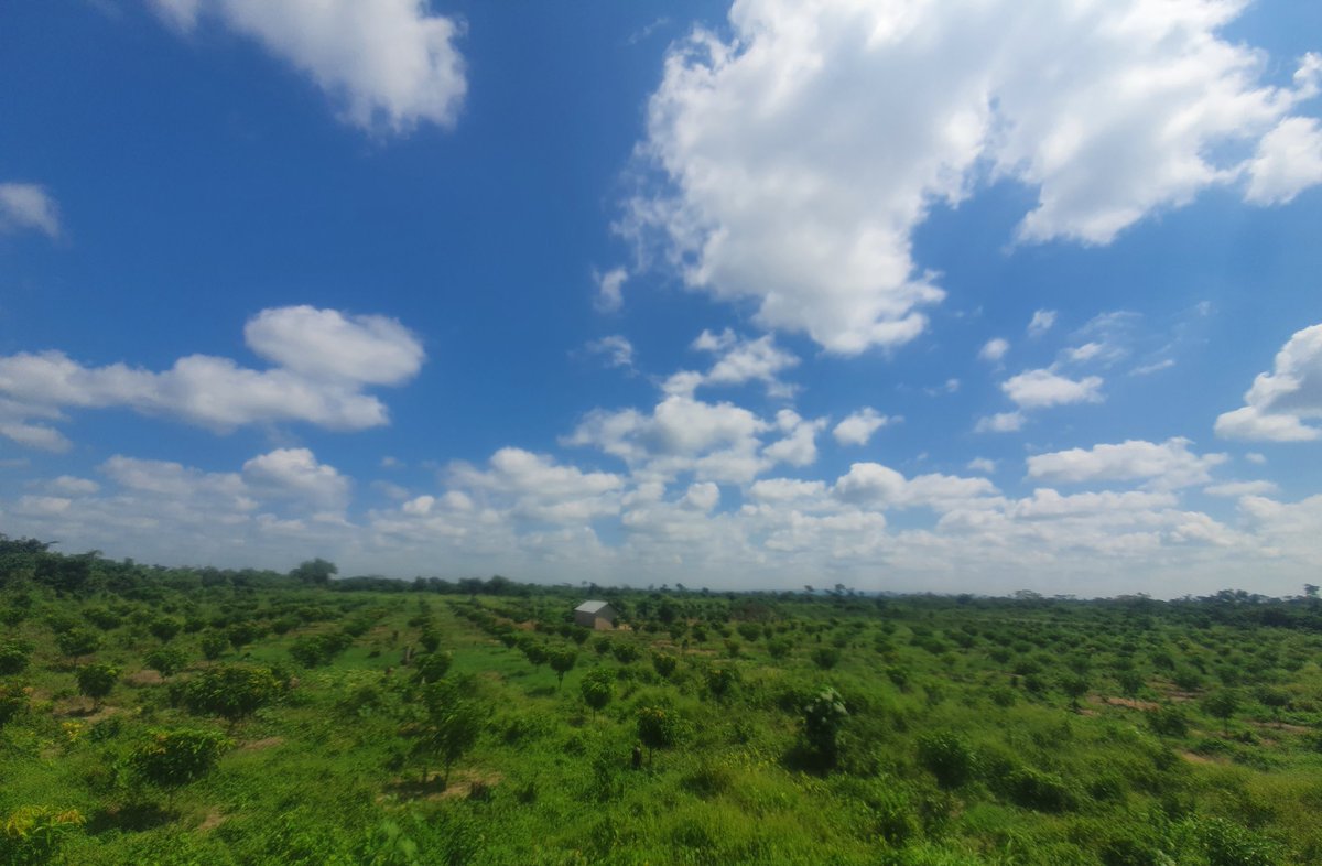 TropicalPlains's tweet photo. Karibu to wekeze pamoja kwenye kilimo cha maembe. 

#mangothekingoffruits
#vijananakilimo https://t.co/sdGXlk1akP