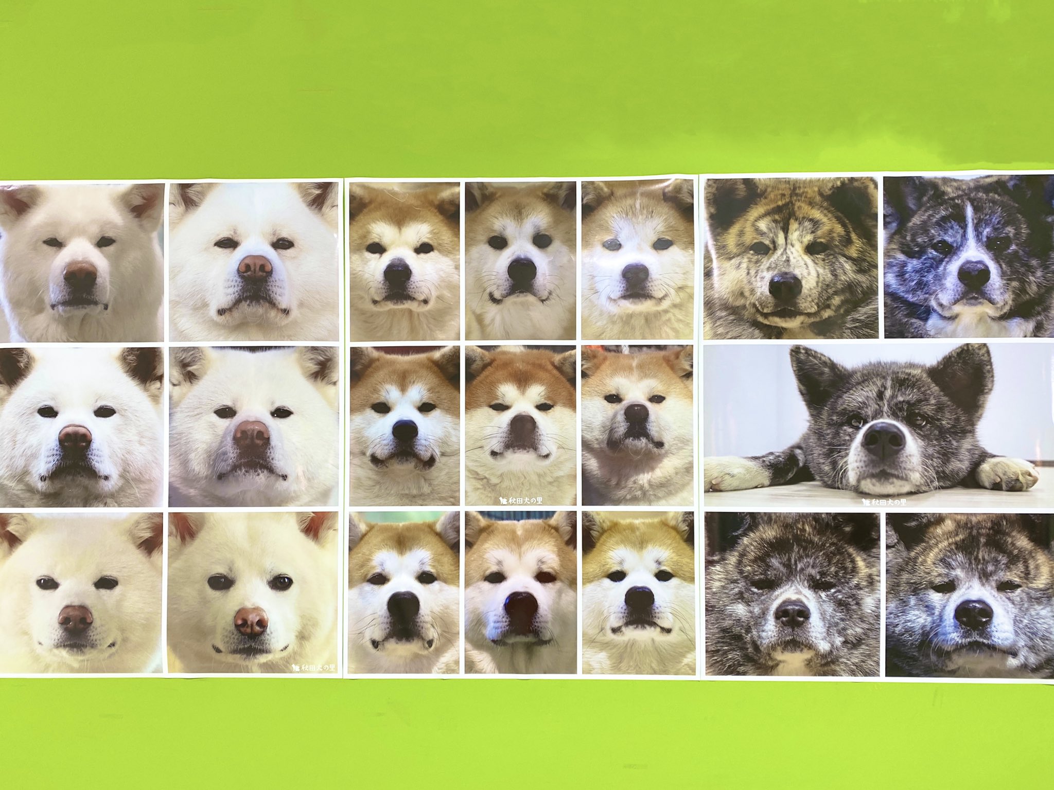 秋田犬の里 公式 En Twitter みなさん もうお気付きでしょうか 秋田犬の里のポスターが新しくなりましたよ みんなカッコイイ顔してますね 秋田犬の里 秋田犬 ポスター T Co 4ngdrxiibg Twitter