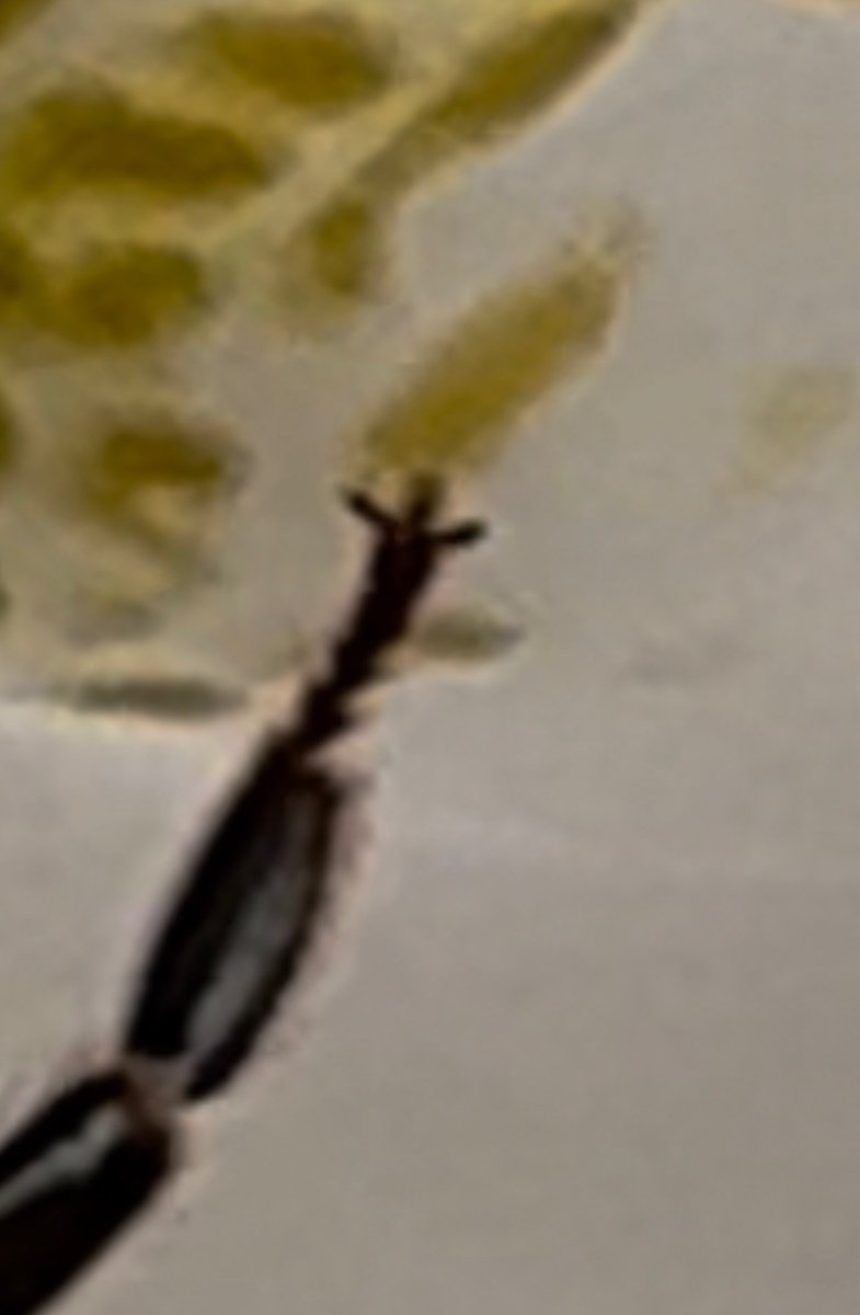 EDM4bugs's tweet photo. coming back from 5 month twitter hiatus to show everyone bee paw and then leave again https://t.co/tZFA0nzEsB