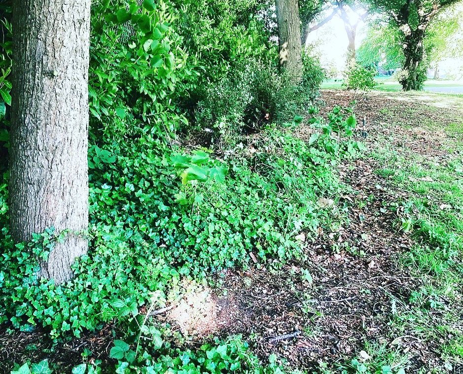 GoodGymTrafford's tweet photo. Lovely scenes from a cracking @goodgym task well done last night! Thanks and well done all 🍃❤️🍃 Full report is here: https://t.co/2cI97QCNjg @Joanne13Harding https://t.co/tJselvN0y9