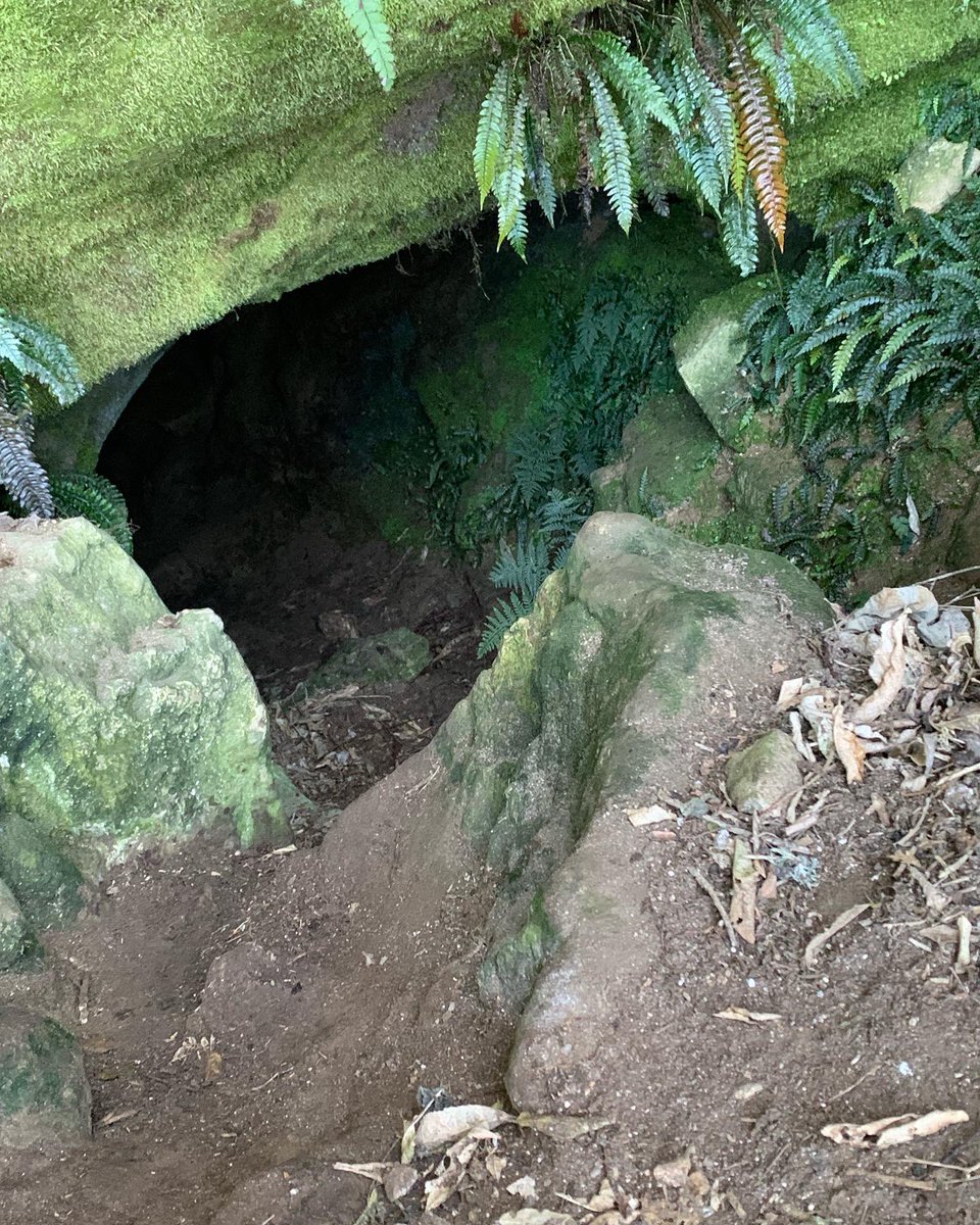 PalaeoSeds's tweet photo. Did some caving today. Squeezed along some limestone tunnels, got a wee bit muddy, met some gorgeous cave wētā, saw some huge spiders… All in all an excellent day for a tiny geologist that is normally scared of small spaces and the dark. 10/10, would do again 🦗 🕷 https://t.co/MjTP2YFL0R