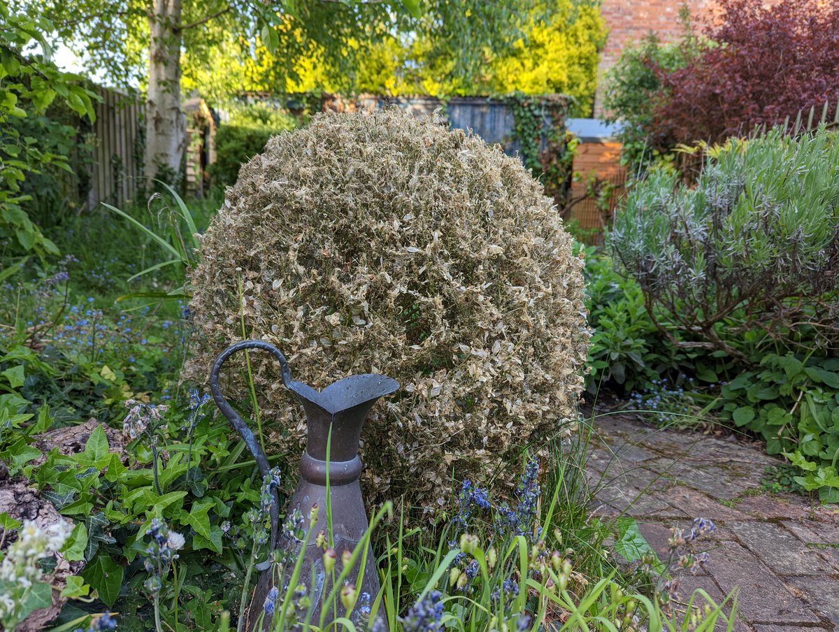 Pandora's box? #PlantHealthDay 
#planthealthweek What an exotic pest can do to a cherished garden plant. Thank you to all who develop and manage the UK Plant Health Risk Register planthealthportal.defra.gov.uk/pests-and-dise…. An indispensable resource with 1,235 reasons to be planthealthy.org.uk