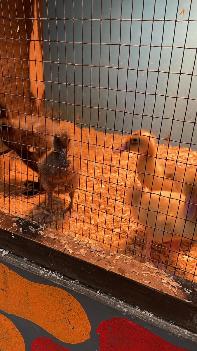 Our lovely ducklings have settled happily in to their forever home at Piglets Adventure Farm in York. Can you believe how big they are already? #growth #reallifeexperiences