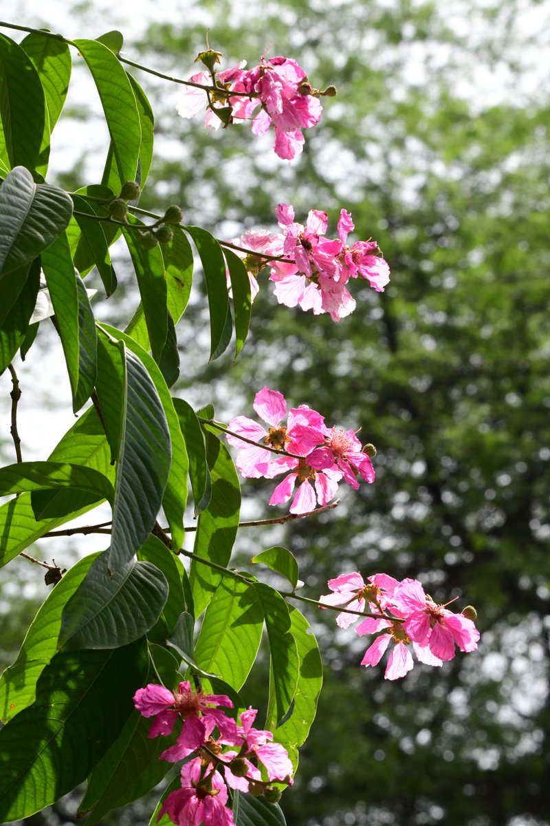 Jarul is flowering , Have you seen it? Known as #PrideOfIndia Jarul is state flower of #Maharashtra .In Theravada Buddhism, Jarul is described as the tree used for achieving  enlightenment, or Bodhi by the eleventh Buddha  and the twelfth Buddha.
#Jarul #StoriesOfTreesOfDelhi