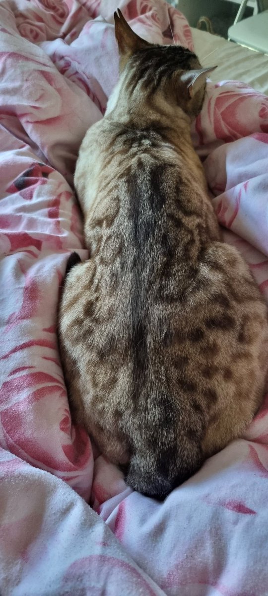 BlueEyedBengal's tweet photo. Cofu is not in a good mood he has turned his back towards me!!
#notinthemood https://t.co/JFzemibmOX