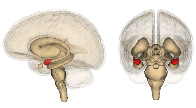 #TAB_NLP Therapeutische Amygdala Beinvloeding
#NLP
Neuro=Brein
Linguïstisch=Taalkundig
Programmeren=Manipuleren
Een therapeut is gespecialiseerd in het omgaan met psychische, emotionele, sociale of relationele problemen.  #NLP_
brainmatters.nl/terms/amygdala/