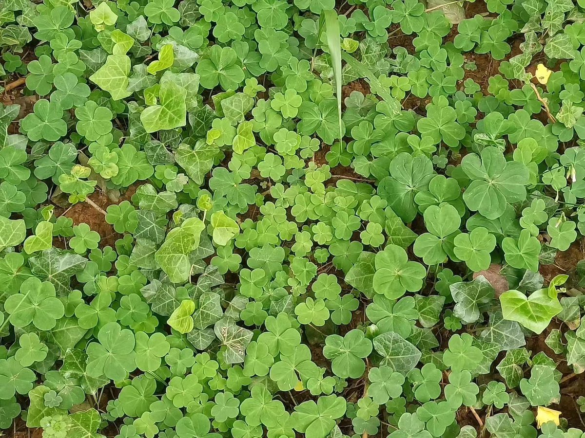 AdaOscar1's tweet photo. What kind of plant is this? https://t.co/xMweHnq7cl