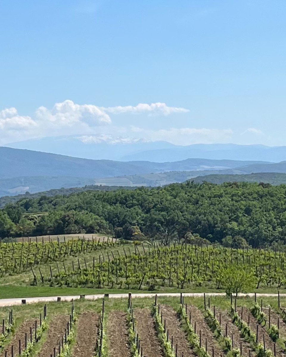 Growing season well under way with beautiful blue skies. Vines appear to be 2 weeks ahead of the norm. #bio #suddefrance #limoux #sunnydays
