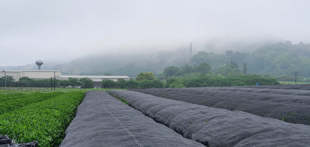 971226h's tweet photo. 昨日は雨の中、無理やり被せ剥がして摘み取り。
流石に濡れたネットが重すぎて今日は体がギシギシです。
いやー今年は天気に悩まされますねー。
しかし、これ以上待ってるとお茶が硬くなってくるのでやむを得ずです。
脱水機あるから何とか加工できるんだけど、やっぱ晴れた日に摘みたいなー。 https://t.co/yRGMUsrAfk