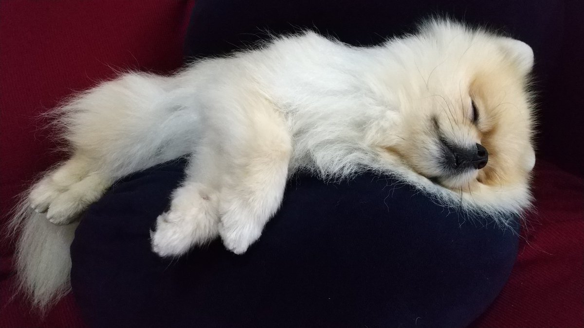 今日は雨☔
お家でゆっくりクッションの合間に挟まれて気持ちいい〜