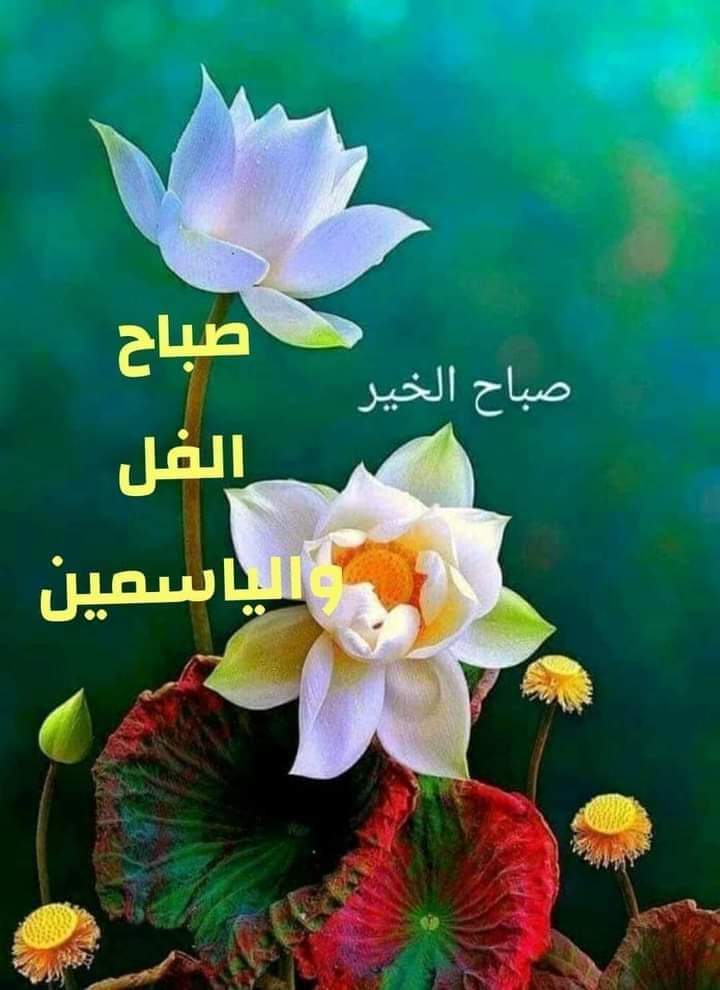 no_____or_a's tweet photo. @fo_fo_1118 احلئ واجمل صباح غاليتي https://t.co/qNLegI25So