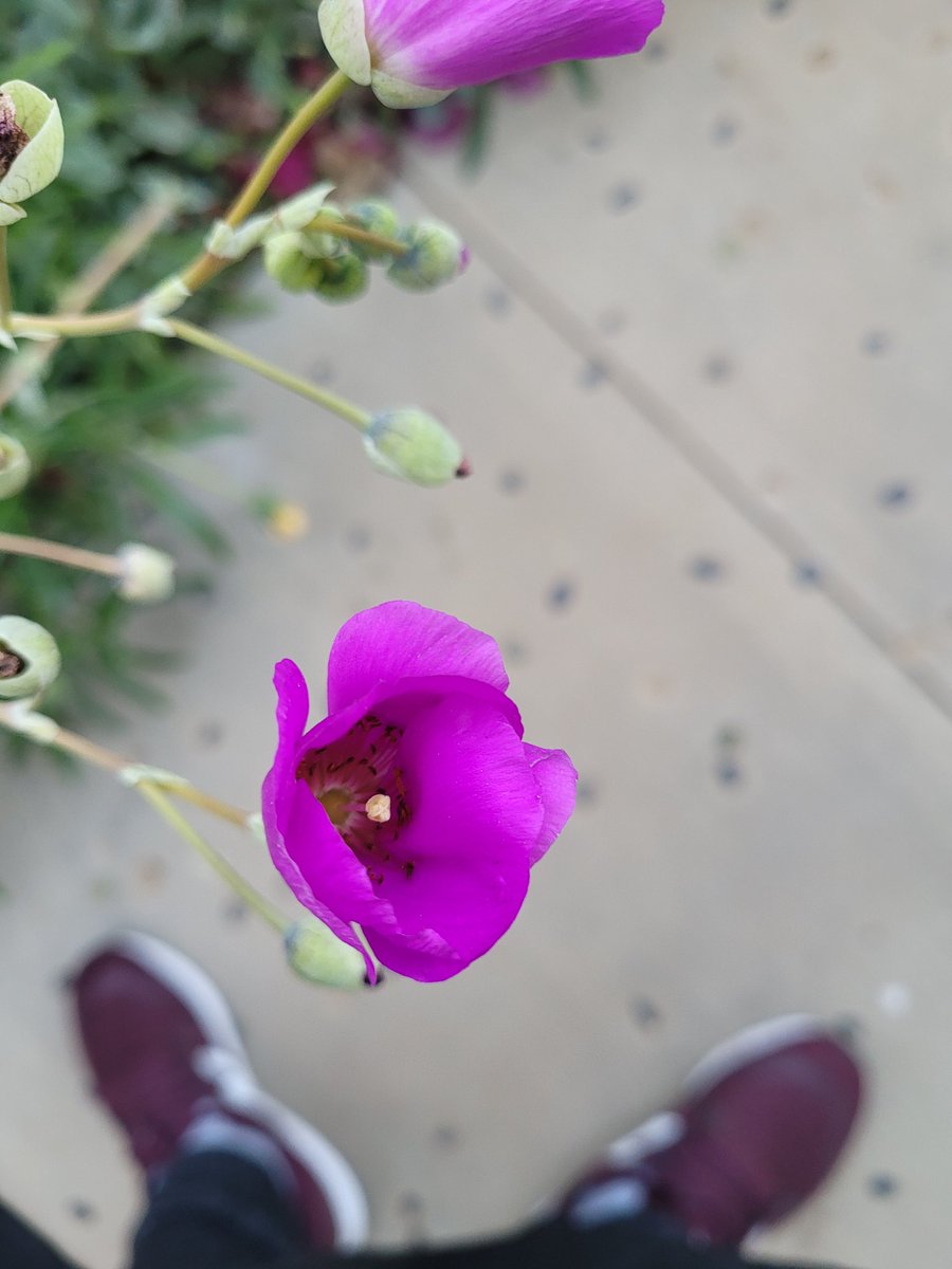 NamjooningLA's tweet photo. My phone camera makes purple look more pink but I still love all the flowers coming out 💜 #FlowersForBangtan https://t.co/SfsRNsOR37