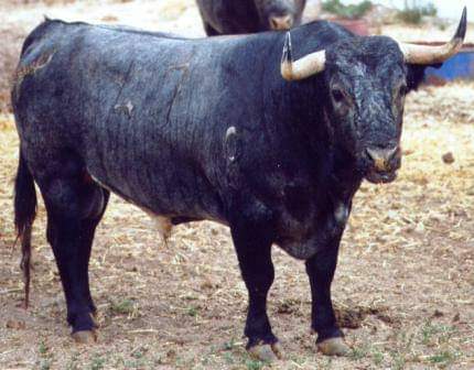 DavidCastuera's tweet photo. 12/05/2002. Se cumplen 20 años de la lidia de Guitarrero de Hernández Plá, n°47, cárdeno, 521 Kg. Lidiado por “El Cid”. Premiado con la vuelta al ruedo. Premio Mejor Toro San Isidro y 26 premios más del año 2002.
¡Gloria a los TOROS bravos!
📸Raúl Castro/Juan Pelegrín/Desconocido https://t.co/Sx7WRGxXm3