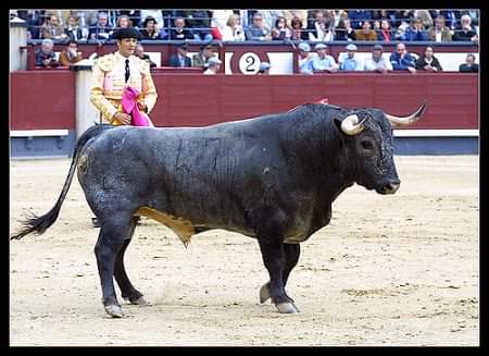 DavidCastuera's tweet photo. 12/05/2002. Se cumplen 20 años de la lidia de Guitarrero de Hernández Plá, n°47, cárdeno, 521 Kg. Lidiado por “El Cid”. Premiado con la vuelta al ruedo. Premio Mejor Toro San Isidro y 26 premios más del año 2002.
¡Gloria a los TOROS bravos!
📸Raúl Castro/Juan Pelegrín/Desconocido https://t.co/Sx7WRGxXm3
