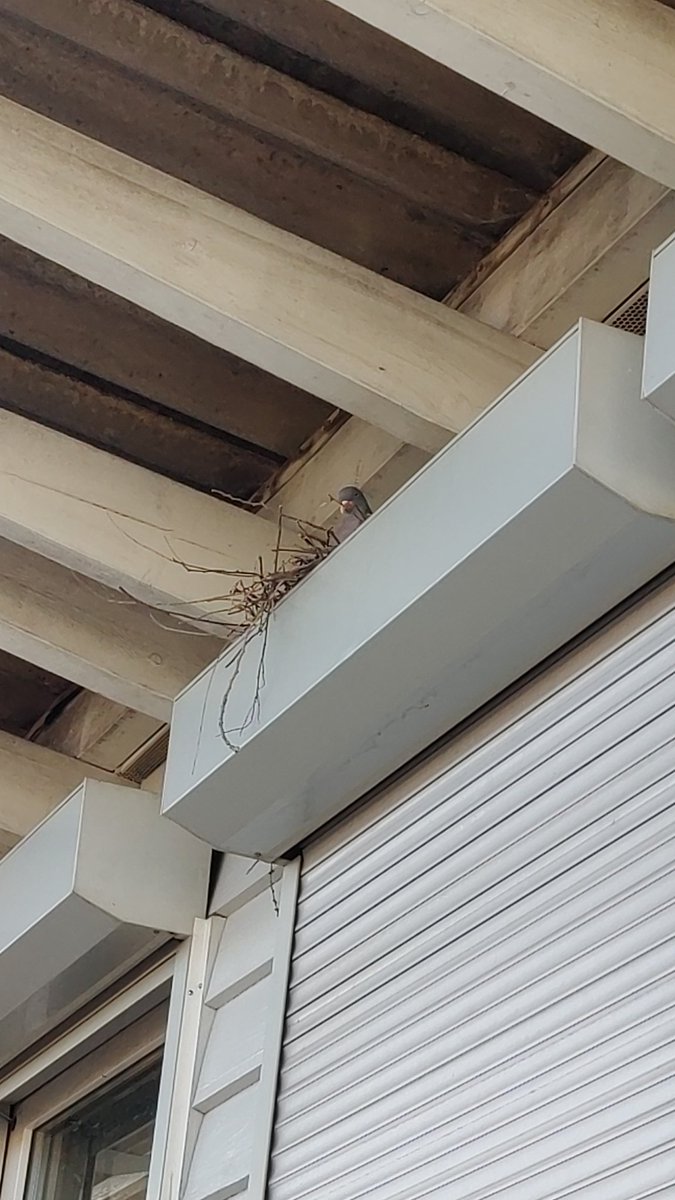 pChalTV's tweet photo. @Alpharad This guy moved in with me earlier this year https://t.co/tIYcqNNdeo