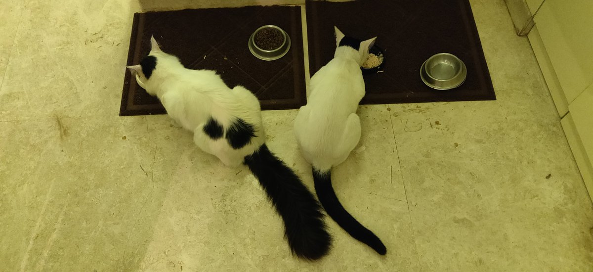 hamsini_r's tweet photo. @TranslatedCats I see your cat and raise my two. https://t.co/W55Epgfm2h