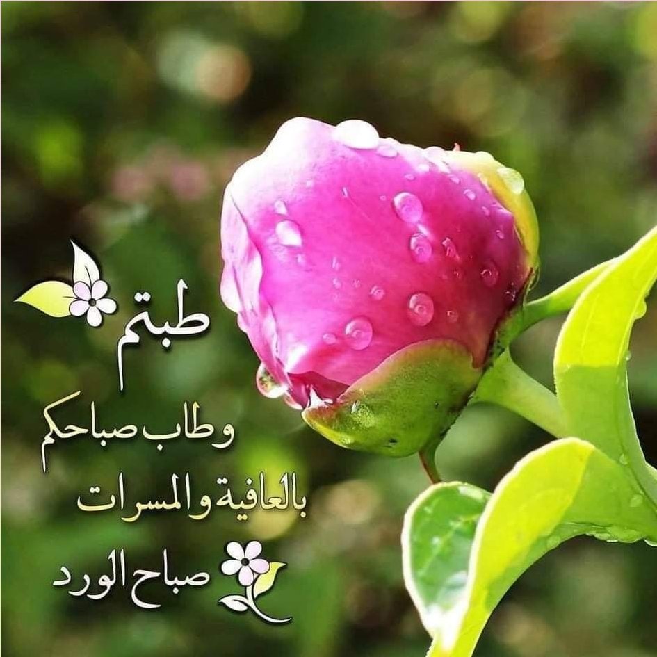 no_____or_a's tweet photo. @1ti1_2 فديت الصباح اللي منورتني بيه غاليتي سكينة https://t.co/DDj9I84MI6