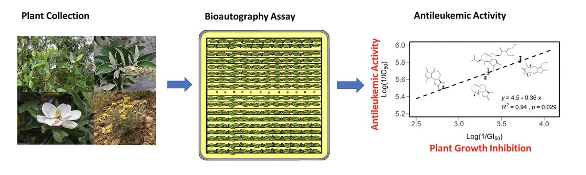 Molecules_MDPI's tweet photo. #RecommendedPaper #InterestingPaper
Analysis of Plant–Plant Interactions Reveals the Presence of Potent Antileukemic Compounds
By Monica L. Guzman, Cesar M. Compadre, et al.
👉https://t.co/VHJ8C3KSAv
#leukemia
#anticancercompound
#allelopathic
#traditionalmedicine https://t.co/8mZiCpXkIr