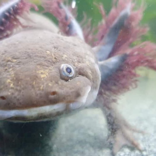 Axolotls et Cie tweet media