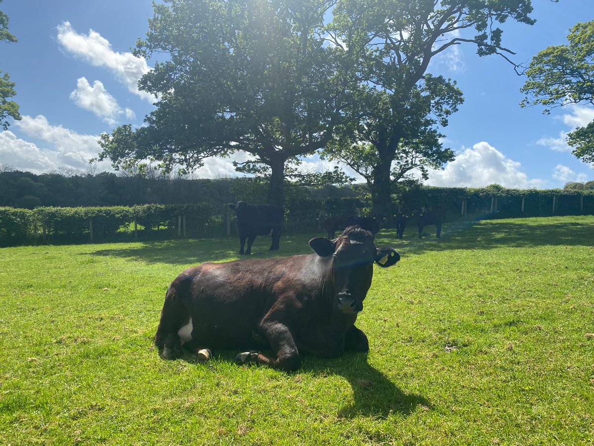 FfionClwyd's tweet photo. #Tywysog ❤️
the landscape and farmland surrounding our 10 person holiday let property #NorthWales availability for June
#bluebells
#cows
#sheep
#farming365
#environment
#trees
#farming
#smallbusiness
#familyfarm
#Cymraeg
Croeso! https://t.co/C2JtKrsVyy