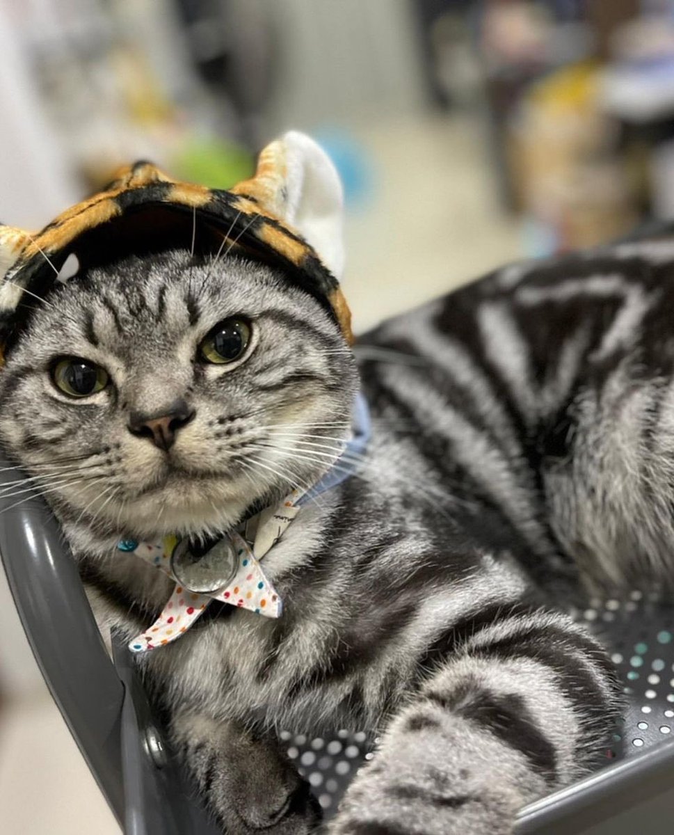 jaojulypics's tweet photo. 🐯😸 

#JaoJuly #NuNew https://t.co/NgQ6wWwP1r