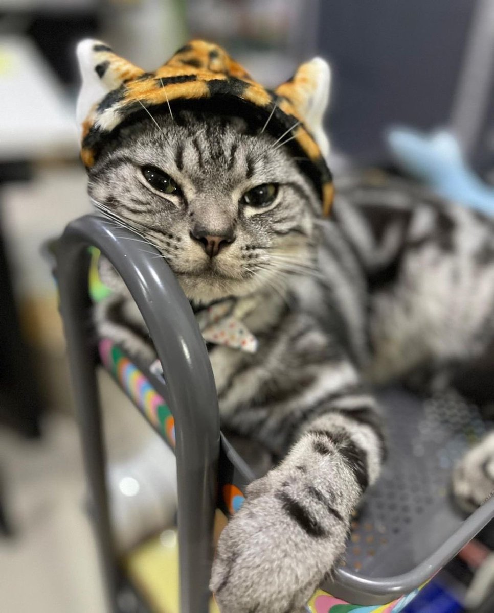 jaojulypics's tweet photo. 🐯😸 

#JaoJuly #NuNew https://t.co/NgQ6wWwP1r