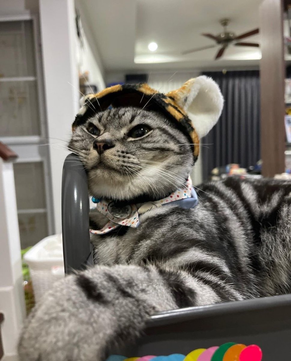 jaojulypics's tweet photo. 🐯😸 

#JaoJuly #NuNew https://t.co/NgQ6wWwP1r