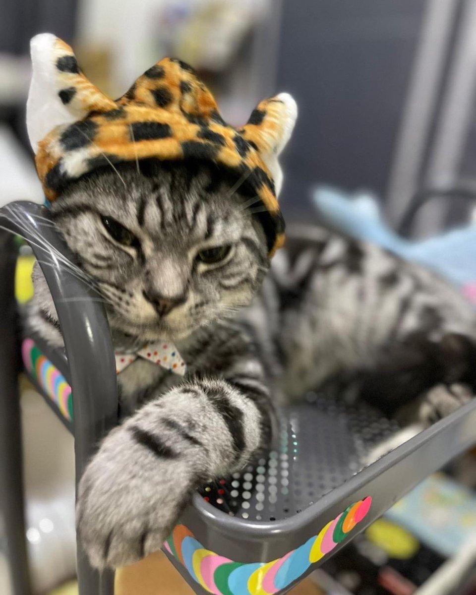 jaojulypics's tweet photo. 🐯😸 

#JaoJuly #NuNew https://t.co/NgQ6wWwP1r