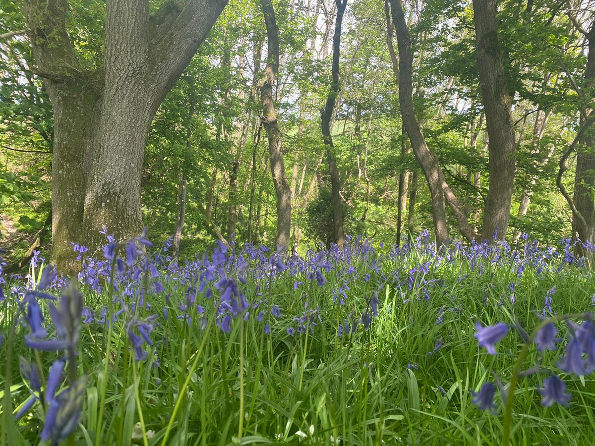 FfionClwyd's tweet photo. #Tywysog ❤️
the landscape and farmland surrounding our 10 person holiday let property #NorthWales availability for June
#bluebells
#cows
#sheep
#farming365
#environment
#trees
#farming
#smallbusiness
#familyfarm
#Cymraeg
Croeso! https://t.co/C2JtKrsVyy