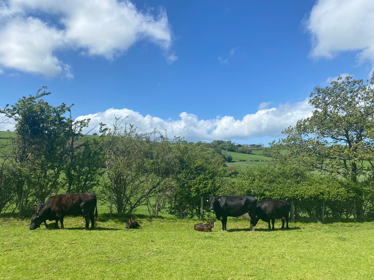 FfionClwyd's tweet photo. #Tywysog ❤️
the landscape and farmland surrounding our 10 person holiday let property #NorthWales availability for June
#bluebells
#cows
#sheep
#farming365
#environment
#trees
#farming
#smallbusiness
#familyfarm
#Cymraeg
Croeso! https://t.co/C2JtKrsVyy