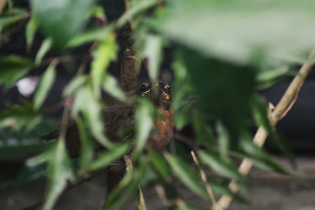 2/2 This taxon is shy, sensitive and challenging to breed. Nevertheless, <a href="/CikanangaF/">Yayasan Cikananga Konservasi Terpadu</a> professional team was able to breed it in their facility. Since leaving its nest, the bird has become stronger and is now very active around the aviary with its parents.
photos by <a href="/CikanangaF/">Yayasan Cikananga Konservasi Terpadu</a>