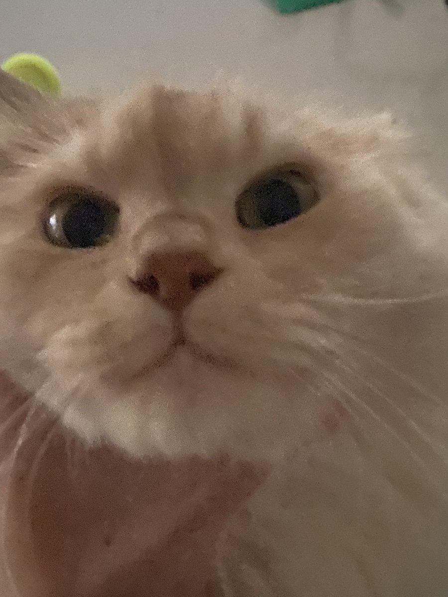 ALimeform's tweet photo. post this cat https://t.co/o9uLl0vkL0