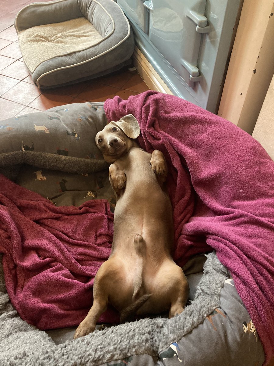 AlexMacras's tweet photo. Augustus has no shame. NONE. #pupdate #GeneralGuster #loveliveson https://t.co/LtTqZtJU0X