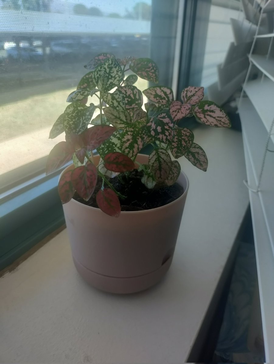MarcellaTTodd's tweet photo. If anyone is wondering how my semester went,this is my plant....
Before                    After https://t.co/FcGfoyjLxq
