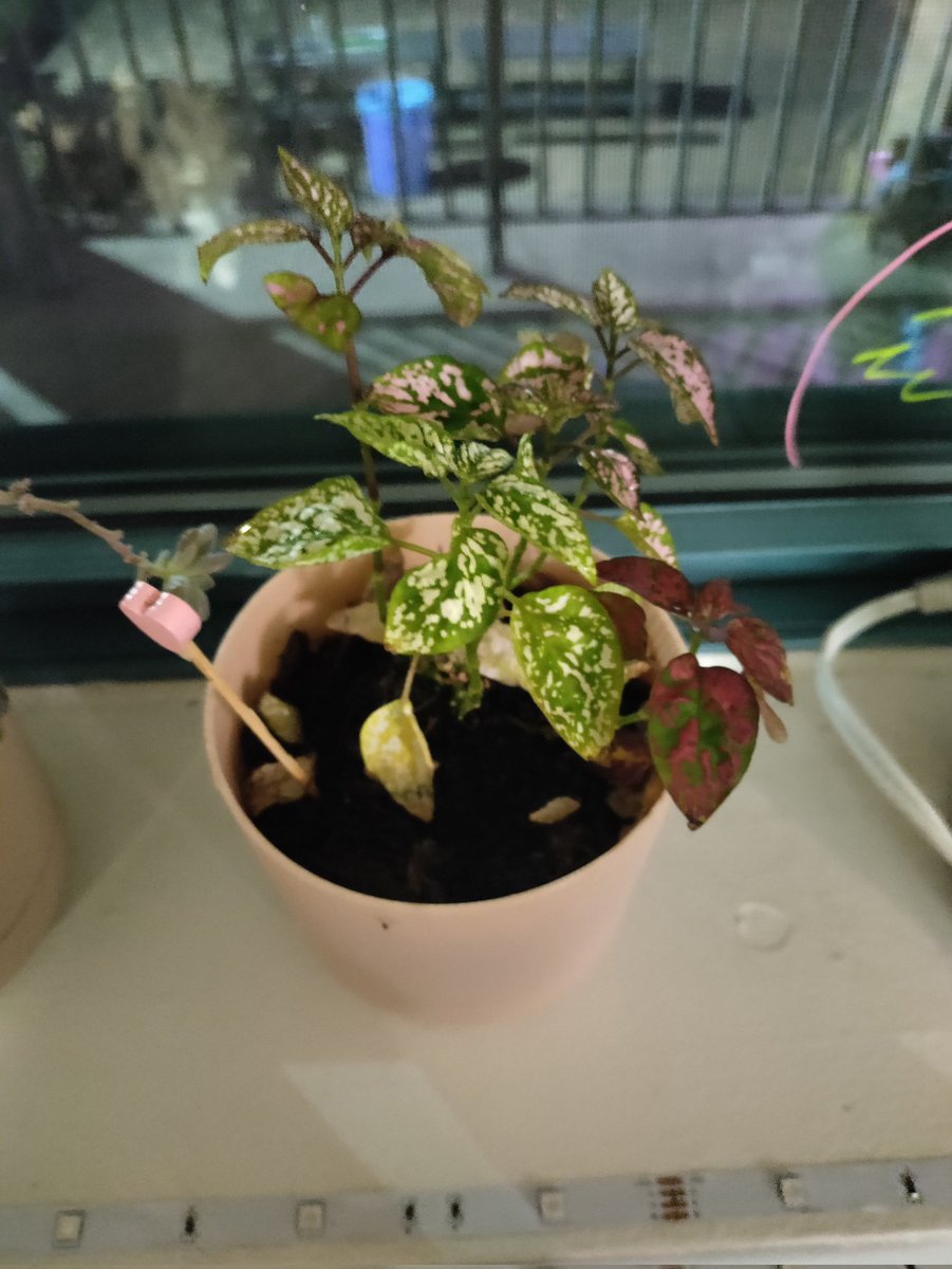 MarcellaTTodd's tweet photo. If anyone is wondering how my semester went,this is my plant....
Before                    After https://t.co/FcGfoyjLxq