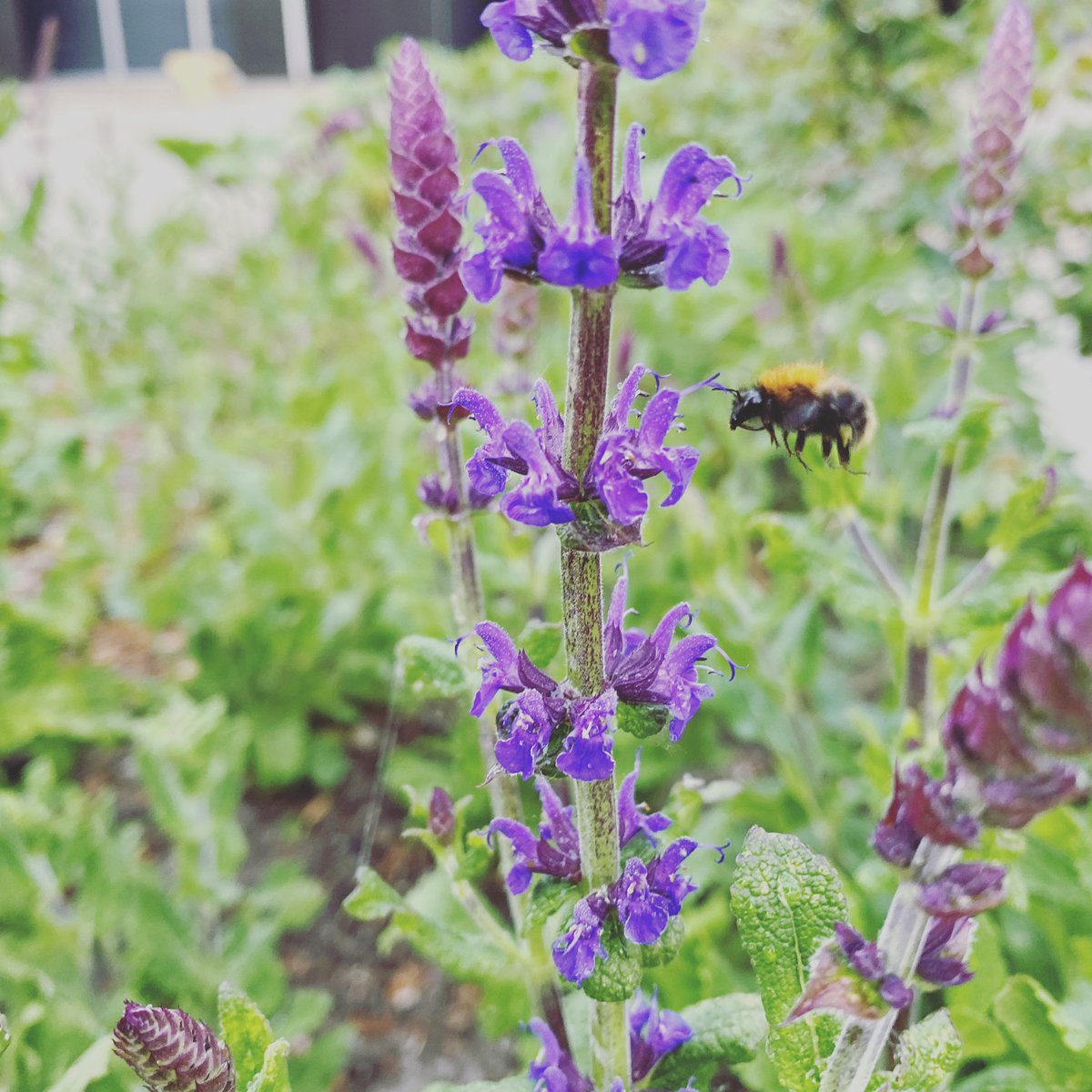 Waar voorheen maar weinig insecten leefden in dit industriegebied, is het één grote natuurshow aan het worden op het ecologisch waardevol ingerichte terrein van @houdijkholland in @gemeentevlaardingen #trots #biodiversiteit #natuurbescherming