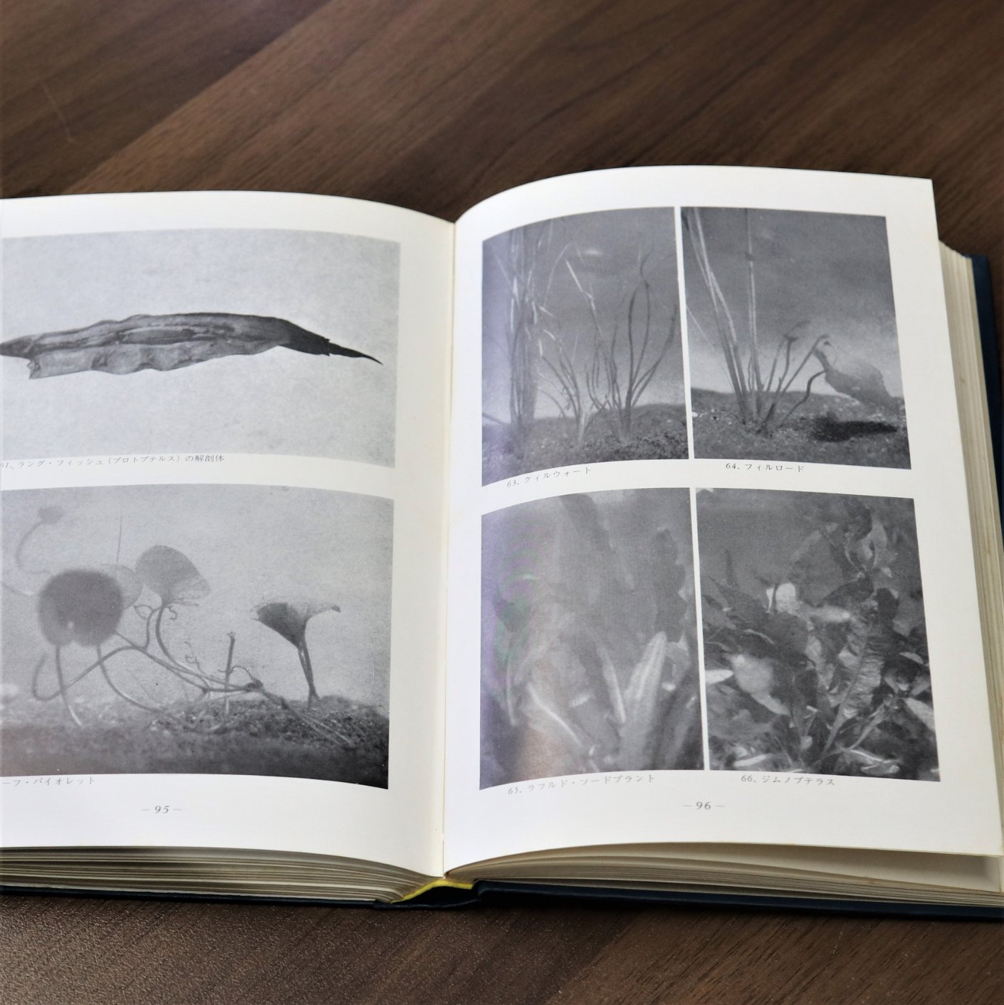 Twitter এ Waterplantslover 続 原色熱帯魚図鑑 水草のすべて 1968 では ミクロソリウムが水草として扱われるようになったのは1957年からとあり そんなもんかあと思っていたのですが たしかに 61年でまだ あまり知られていない種として扱われていて 納得