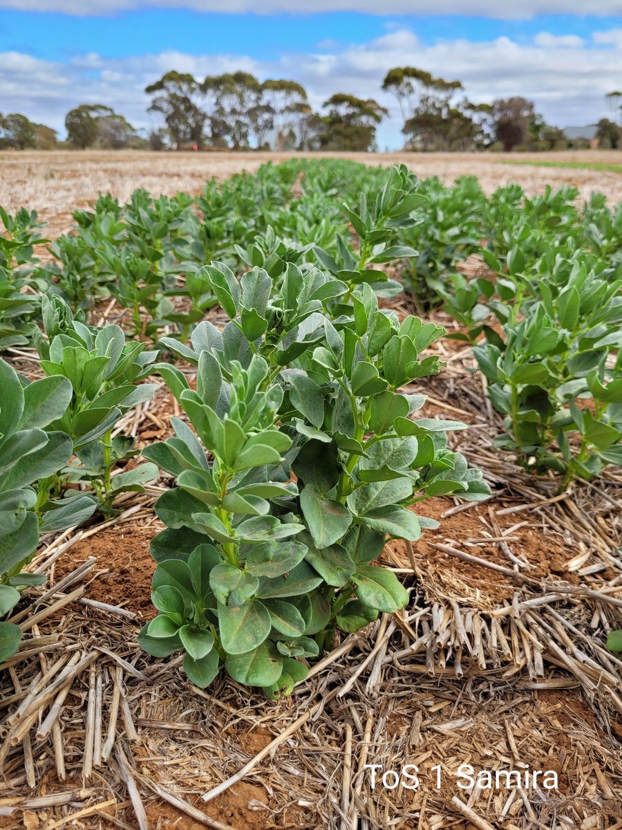 Sarah_Day_'s tweet photo. Early germinated #pulses coming along at Warnertown, with first flowers in Jumbo2 #lentil sown in Mid March.
ToS 1 = 15th of March
ToS 2 = 4th of April
#SARDIscience @SA_PIRSA @PennyRo25927708 https://t.co/RXFQX8RI9t