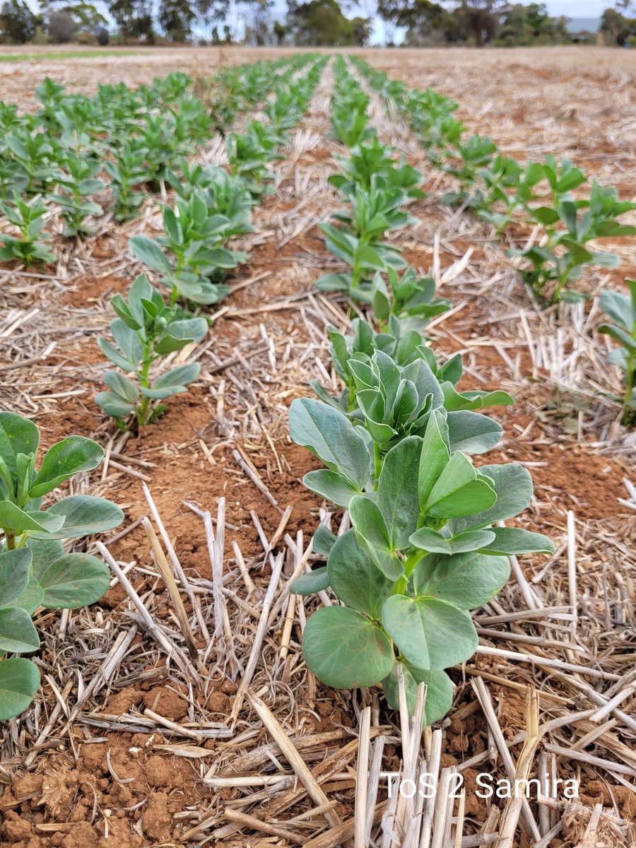 Sarah_Day_'s tweet photo. Early germinated #pulses coming along at Warnertown, with first flowers in Jumbo2 #lentil sown in Mid March.
ToS 1 = 15th of March
ToS 2 = 4th of April
#SARDIscience @SA_PIRSA @PennyRo25927708 https://t.co/RXFQX8RI9t