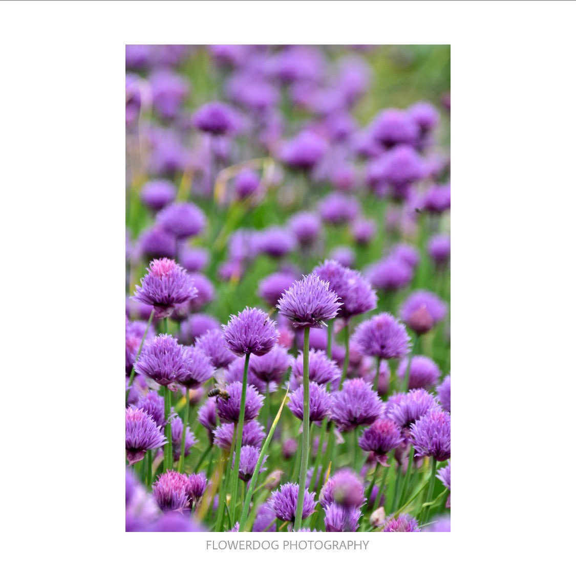 A wonderful display of chives at @AttinghamParkNT 
<a href="/nationaltrust/">National Trust</a> @NTmidlands #SHROPSHIRE #Telford #chives #herbs #Shrewsbury #flowerphotography #flowers #photographer #photograph #naturelovers