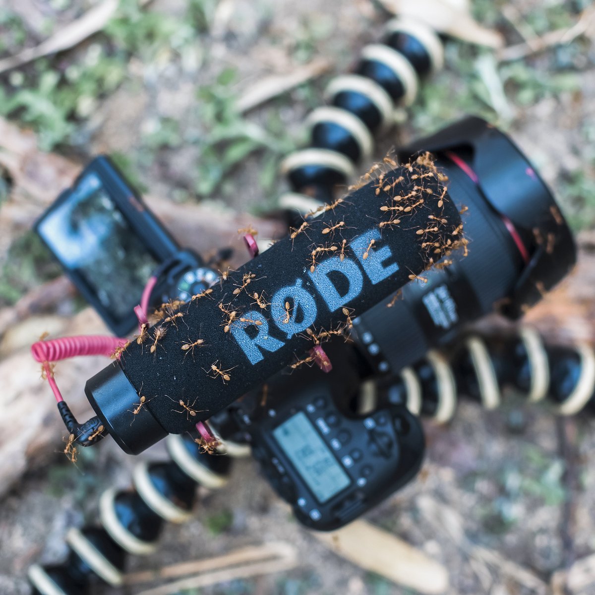 rodemics's tweet photo. You look down at your mic and see this, what do you do? 🐜

📸 @VC_Verse https://t.co/x3bNhhTYPV