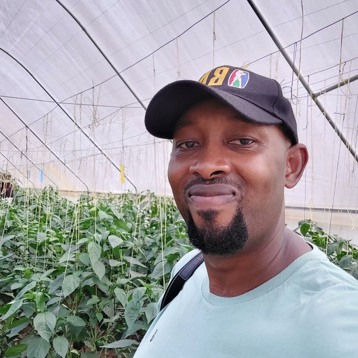 AmaremboFarm's tweet photo. Its been close to 135 days since we planted over 2,000 red and yellow bell pepper seeds in a small makeshift nursery at #AmaremboLakesideFarm! Its been a long slog but we are now at the end of the first phase i.e. from seed to first fruit harvested. https://t.co/VJ0Pxk43xc