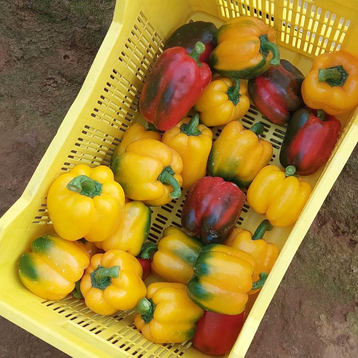 AmaremboFarm's tweet photo. Its been close to 135 days since we planted over 2,000 red and yellow bell pepper seeds in a small makeshift nursery at #AmaremboLakesideFarm! Its been a long slog but we are now at the end of the first phase i.e. from seed to first fruit harvested. https://t.co/VJ0Pxk43xc