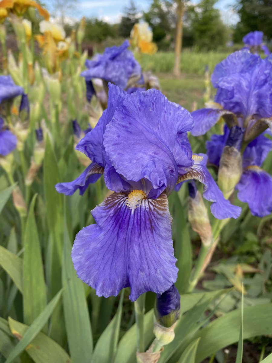 IrisesSeagate's tweet photo. IB Iris ‘Langport Lord’ is looking good as part of a large splash of newly opened flowers across the beds now! #floweringseason #beardediris #langport #lord #intermediateiris #flowerpower #irisflower #irises #fieldgrown #lincolnshire #iris #blueflowers https://t.co/NWGWcmmtqO
