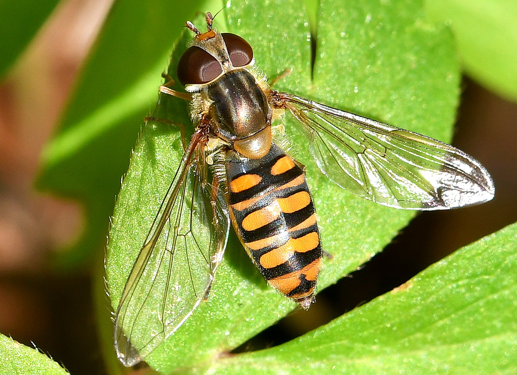 insect_otd's tweet photo. The insect of the day is the Marmalade hoverfly! It's colors are supposed to resemble a wasp to scare away predators. They eat pollen and nectar, and often travel together in swarms. This can seem frightening, but they're totally harmless! https://t.co/5lFwkT3Qkg