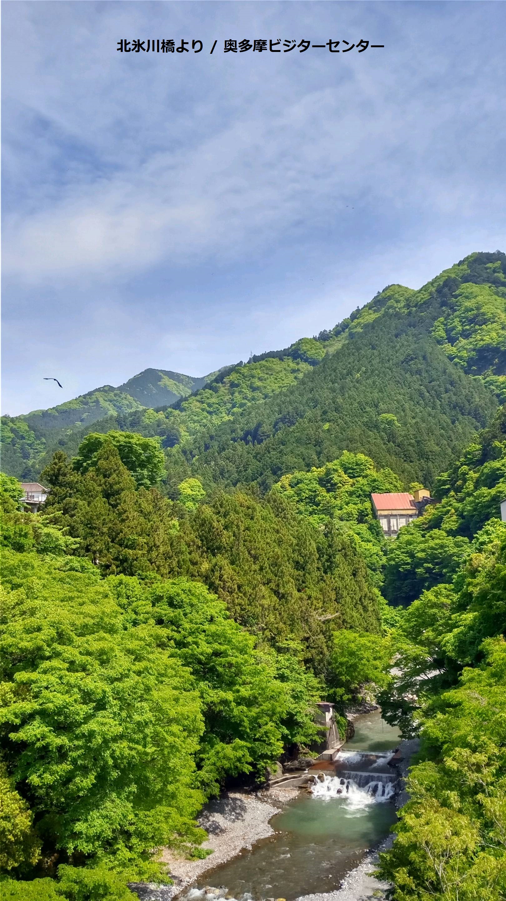 奥多摩ビジターセンター 公式 今日氷川渓谷を巡視しました 氷川渓谷 は今 新緑 祭り 新緑を楽しむ絶好の季節になっています 渓谷遊歩道沿いのカツラやケヤキ カエデ類などの緑が鮮やかです 奥多摩 奥多摩ビジターセンター T Co