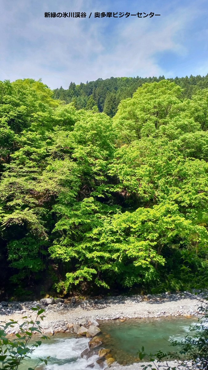 okutamavc's tweet image. 今日氷川渓谷を巡視しました。#氷川渓谷 は今、#新緑 祭り！新緑を楽しむ絶好の季節になっています。
渓谷遊歩道沿いのカツラやケヤキ、カエデ類などの緑が鮮やかです。
#奥多摩　#奥多摩ビジターセンター