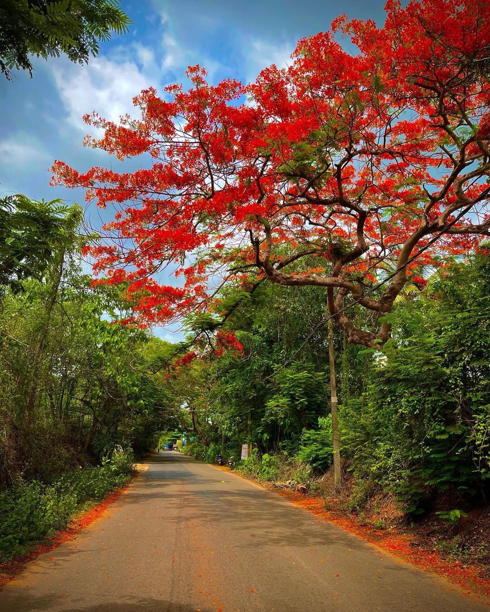 A mesmerising view of Royal poinciana tree on the way to Valpoi from Usgao.🌳❤️

#goa #india #mumbai #goadiaries #delhi #travel #love #instagram #photography #Royal_poinciana #goa #india #mumbai #goadiaries #delhi #travel #love #instagram